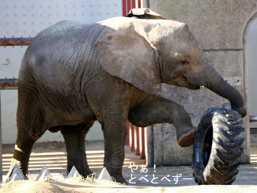 とべ動物園アフリカゾウの