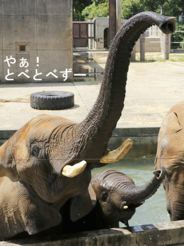 NHK『アフリカゾウの家族を作る』に登場の親子