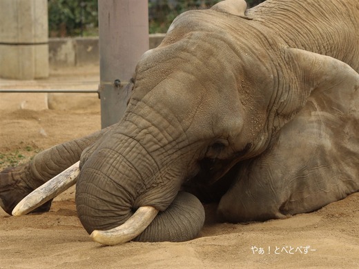 日本で唯一血縁関係のあるアフリカゾウの親子が暮らす愛媛とべ動物園