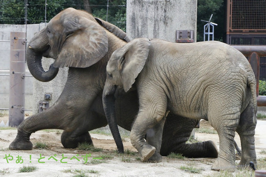 とべ動物園アフリカゾウのブログ