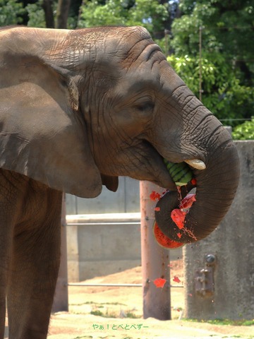 とべ動物園アフリカゾウ:砥愛ちゃん(メス、12歳