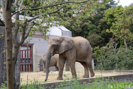 姫リンゴの木が植わるアフ父さん運動場@とべ動物園