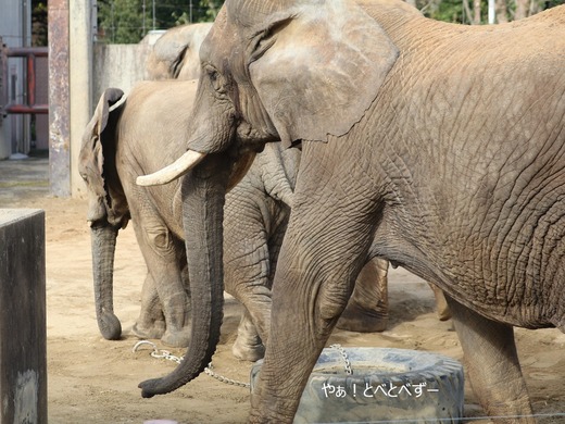 とべ動物園アフリカゾウ:リカ母さん(メス、推定34歳)