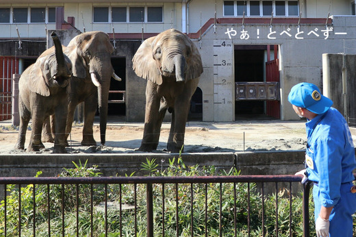 アフリカゾウのレジェンド飼育員の椎名副園長