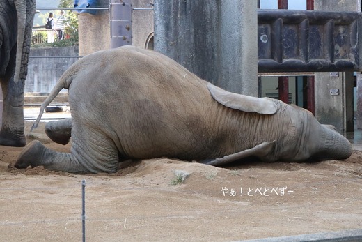 とべ動物園アフリカゾウ:砥愛ちゃん(メス、8歳)