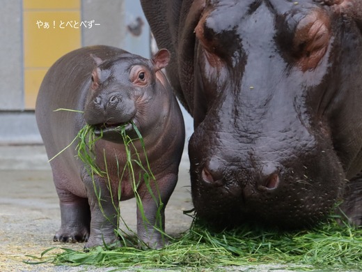とべ動物園：カバの赤ちゃん誕生♪ (2021.4.26)