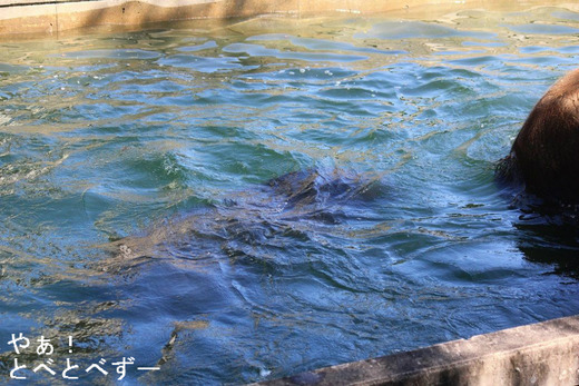 アフリカ象が泳ぐプール：愛媛とべ動物園