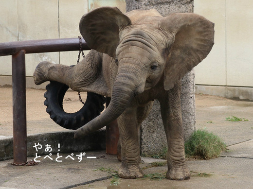日本で唯一血縁関係のあるアフリカゾウの親子が暮らす愛媛とべ動物園