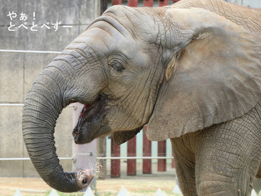 ６歳になったアフリカゾウの砥愛ちゃん：スイカ大好き