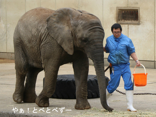 アフリカゾウの砥愛ちゃんのトレーニングの様子