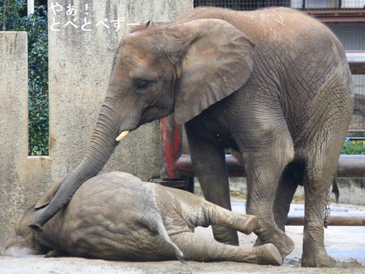 アフリカゾウのレジェンド飼育員・椎名修さん