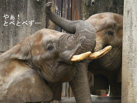 とべ動物園アフリカゾウ：アフくんとリカさん夫婦