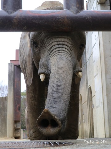 とべ動物園アフリカゾウのブログ:やぁ!とべとべずー