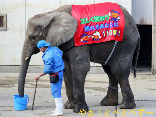 とべ動物園アフリカゾウの媛(メス、長女、8歳)