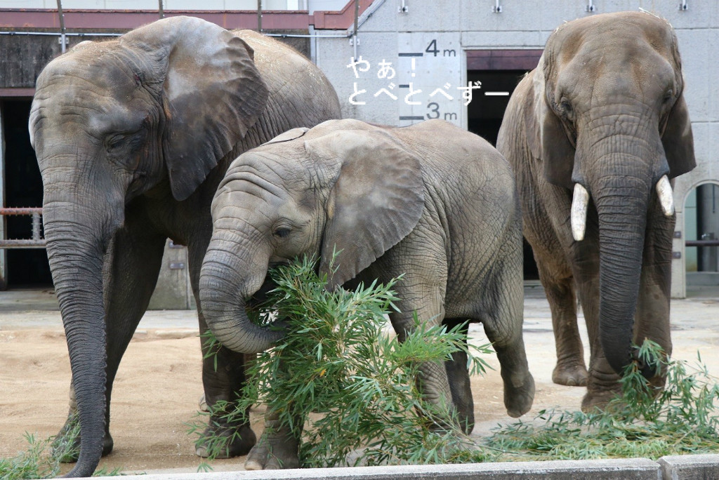 やぁ!とべとべずー与茂駄(よもだ)くあとろ ~とべ動物園で暮らすアフリカゾウのブログ~ ケニッシュ