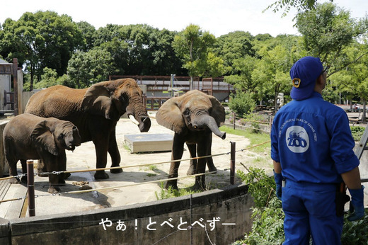 とべ動物園アフリカゾウの飼育員さんと子供達