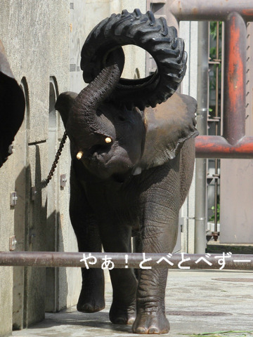 タイヤで遊ぶ砥愛ちゃん