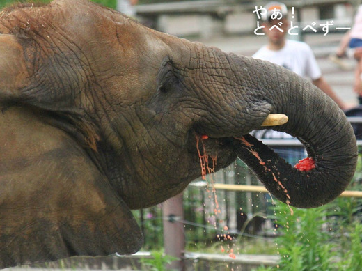 とべ動物園アフリカゾウ:媛ちゃん(メス、8歳)