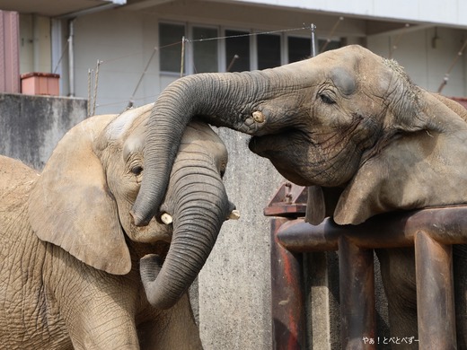 とべ動物園アフリカゾウ：媛（メス、１９歳）