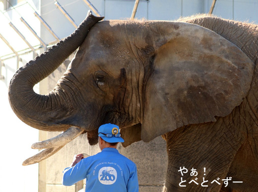 とべ動物園アフリカゾウのブログ：やぁ！とべとべずー