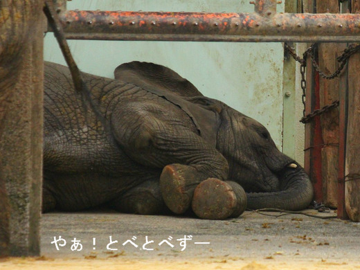 とべ動物園アフリカゾウ:子象の砥愛ちゃん(メス、2歳)