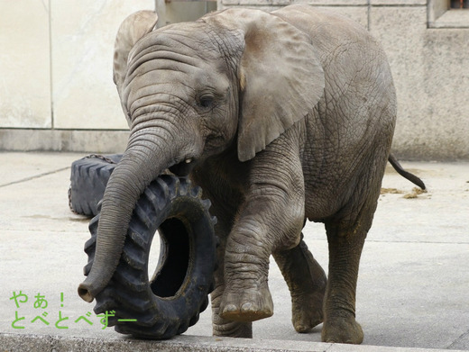 とべ動物園アフリカゾウのブログ：やぁ！とべとべずー