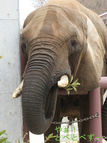 とべ動物園ブログ：媛、砥愛、ピース、柑太郎、砥々丸
