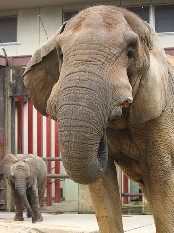 とべ動物園ブログ：やあ！とべとべずー