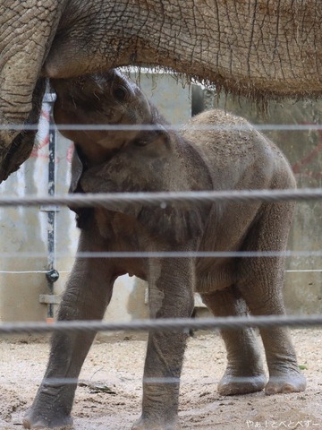 マルミミゾウの赤ちゃんの授乳姿：やぁ！とべとべずー