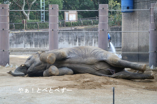 とべ動物園ブログ:アフリカゾウ、クロサイ、ピューマ、サーバル