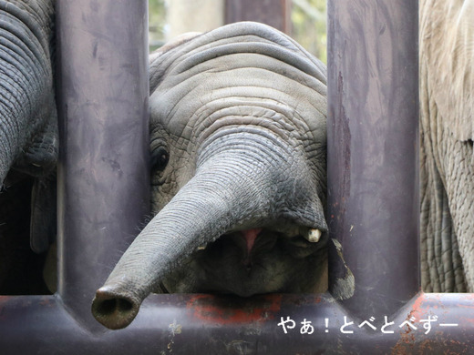 とべ動物園アフリカゾウのブログ：やぁ！とべとべずー