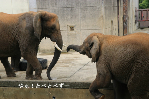 日本で唯一３頭の子象を育てた日本一のアフリカゾウのお母さんゾウ
