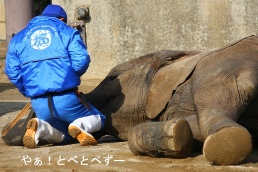 地面に横になって寝るゾウ