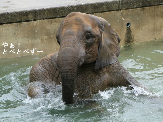 とべ動物園アフリカゾウのブログ：やぁ！とべとべずー