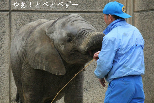 とべ動物園アフリカゾウ・仔象の砥愛（とあ）