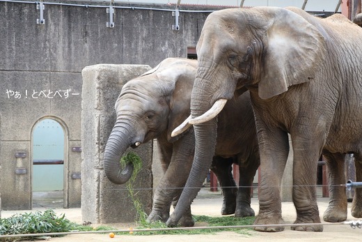 日本で唯一血縁関係のあるアフリカゾウの親子が暮らす愛媛とべ動物園