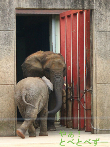 とべ動物園アフリカゾウの仲良し姉妹:媛ちゃん、砥愛ちゃん