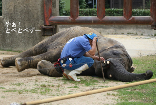 とべ動物園ブログ：ゾウ、ホッキョクグマ、ライオン、サーバル