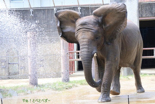 とべ動物園アフリカゾウ:アフ、リカ、媛、砥夢、砥愛