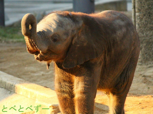 とべ動物園アフリカ象の赤ちゃん：砥愛（とあ）ちゃん