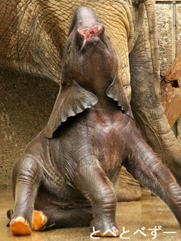 『感動！レジェンド動物園～世界が認めた熱血飼育員』の子ゾウとあ
