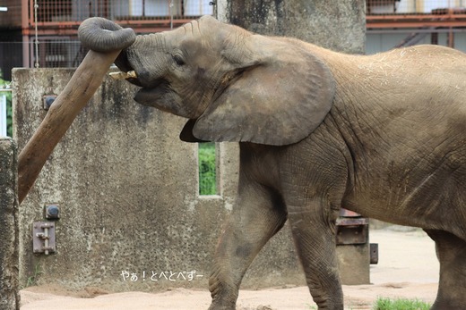 とべ動物園アフリカゾウのブログ:やぁ!とべとべずー