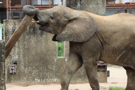 とべ動物園アフリカゾウのブログ：やぁ！とべとべずー