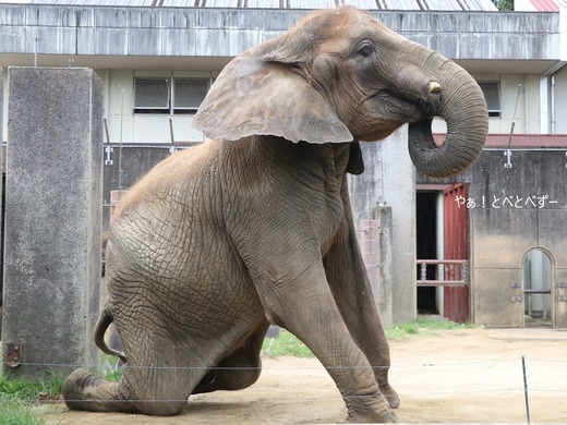 とべ動物園ブログ:やぁ!とべとべずー