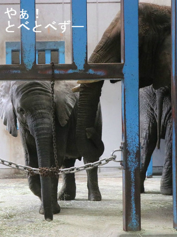 ここ10年日本で生まれたアフリカゾウは3頭だけ