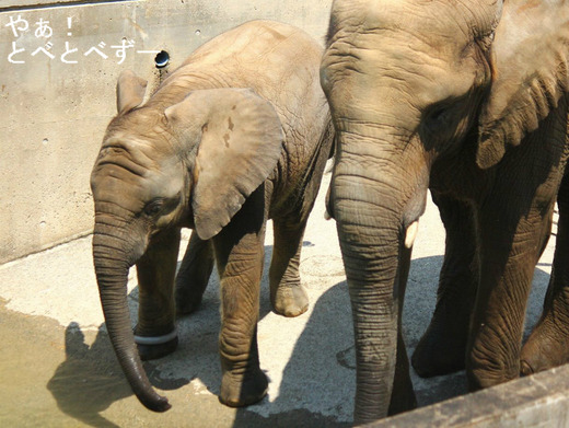 とべ動物園アフリカゾウのブログ：やぁ！とべとべずー