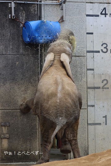 二本足で立つゾウ@愛媛県立とべ動物園