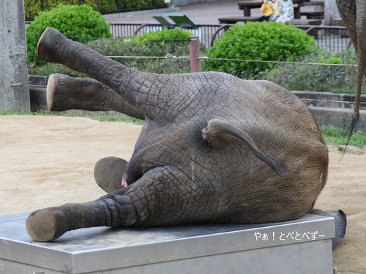 とべ動物園ブログ:やぁ!とべとべずー