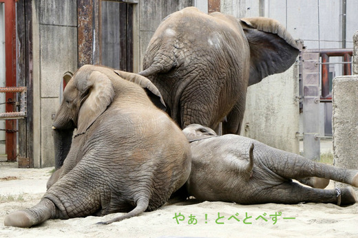 砂場で寝転がって遊ぶアフリカゾウの子象の砥愛ちゃん