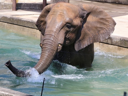 とべ動物園アフリカゾウ:媛ちゃん(メス、17歳)